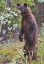 Ursus americanus